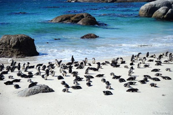 南アフリカ、ケープ半島ボルダーズビーチ　South Africa Boulders Beach Cape Peninsula