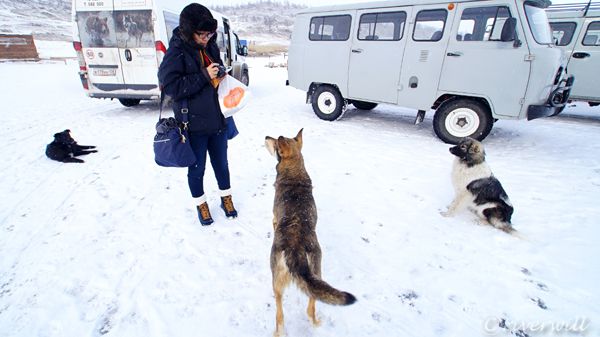 ロシア バイカル湖 ワンコ Russia Lake Baikal Dogs