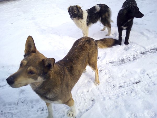 ロシア バイカル湖 ワンコ Russia Lake Baikal Dogs