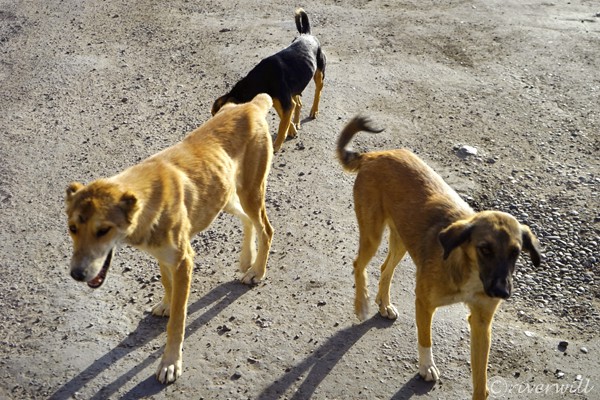 タジキスタン 犬 Tajikistan Dogs