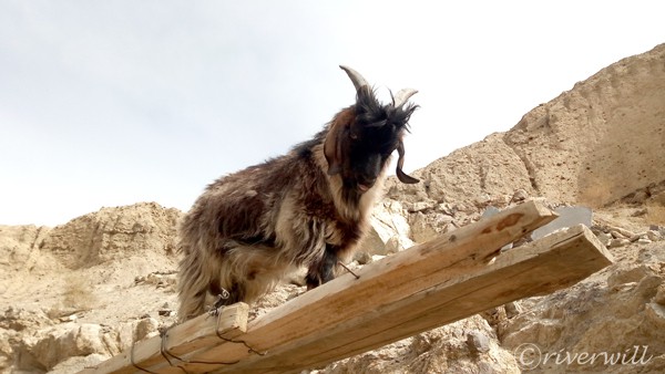 タジキスタン ワハーン回廊 カシミヤ山羊 Tajikistan cashmere Goat 