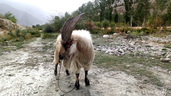 タジキスタン ワハーン回廊 カシミヤ山羊 Tajikistan cashmere Goat 