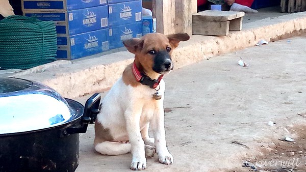 ラオス バンビエン Laos Vang Vieng Puppy