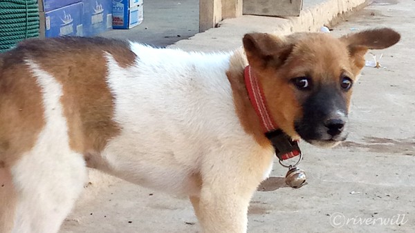 ラオス バンビエン Laos Vang Vieng Puppy