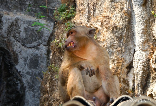 ミャンマー パアン 猿 Myanmar Hpa An Monkey