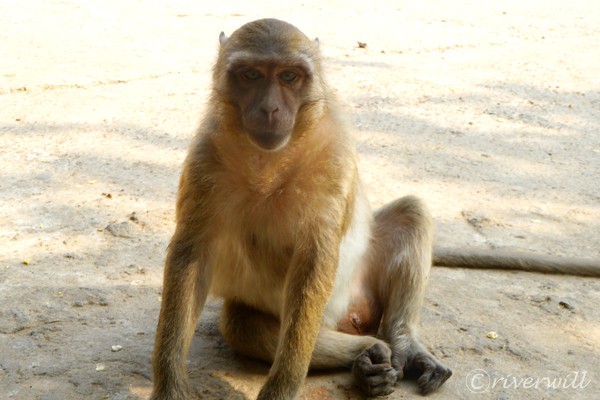 ミャンマー パアン 猿 Myanmar Hpa An Monkey