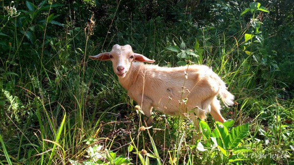 シキホール島のヤギ Goats in Siquijor Island Phillippines