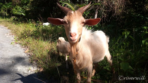 シキホール島のヤギ Goats in Siquijor Island Phillippines