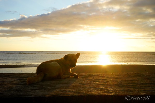 フィリピン シキホール島 わんこ Philippines Siquijor Island Dog