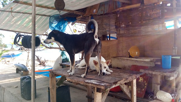 フィリピン シキホール島 わんこ Philippines Siquijor Island Dog