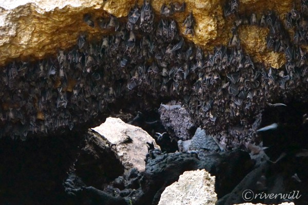 フィリピン サマール島 モンフォートバットケイブ Philippines Samal Island Monfort Bat Cave 