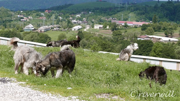 ルーマニア 野良ワンコ Dogs in Romania