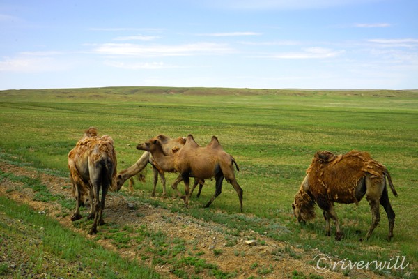 モンゴル ラクダ Camels in Mongolia
