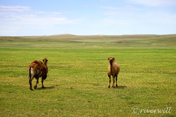 モンゴル ラクダ Camels in Mongolia