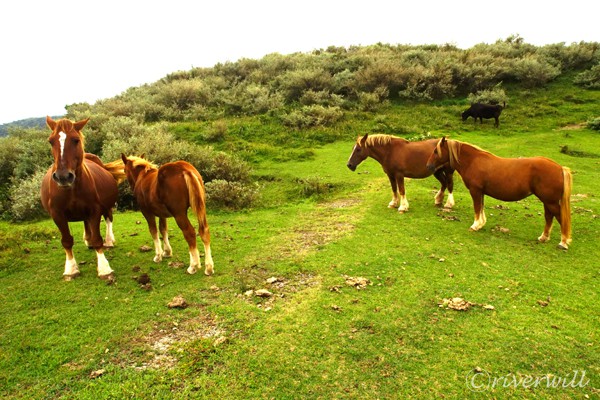 島根県　隠岐島 馬 Horses in Oki island, Shimane, Japan