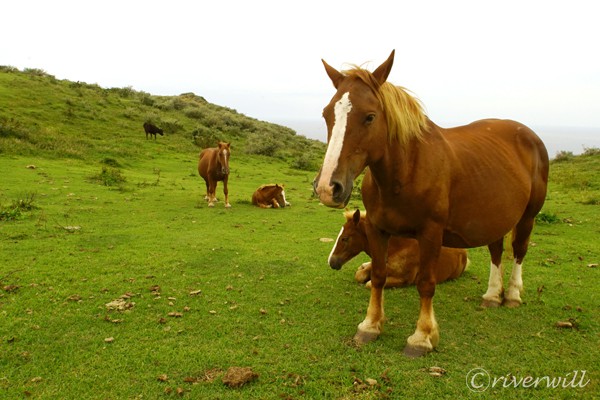 島根県　隠岐島 馬 Horses in Oki island, Shimane, Japan