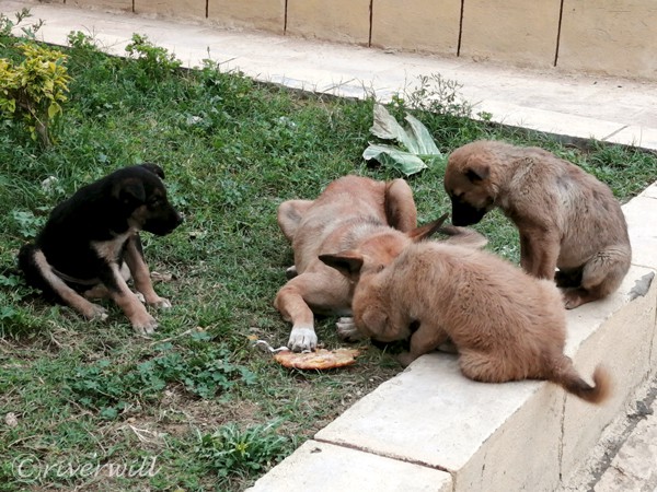 わんこ in カイロ（エジプト） Puppy in Cairo, Egypt