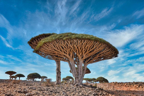 Socotra island ソコトラ島
