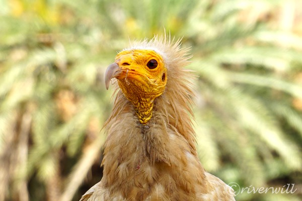 Egyptian vulture in ソコトラ島 Socotra island Camping