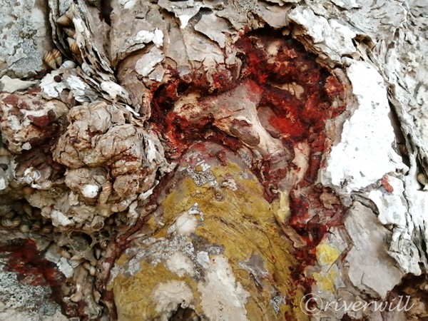 龍血樹の樹液 Dragon's blood tree sap in Socotra