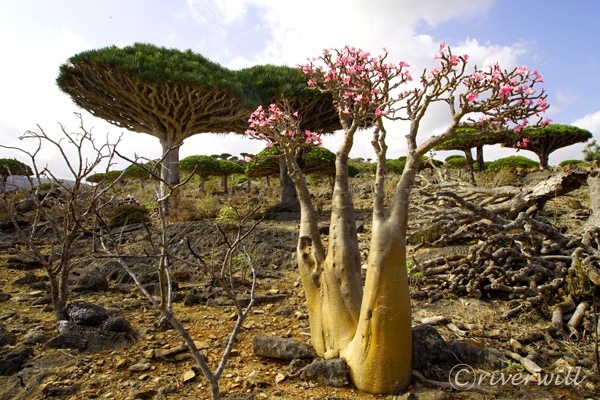 ソコトラ島 Socotra island Yemen