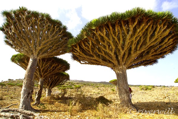 Dragon's Blood Trees in ソコトラ島 Socotra island Yemen