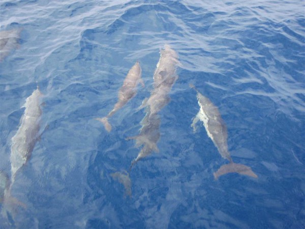 Dolphins ソコトラ島 Socotra island Yemen