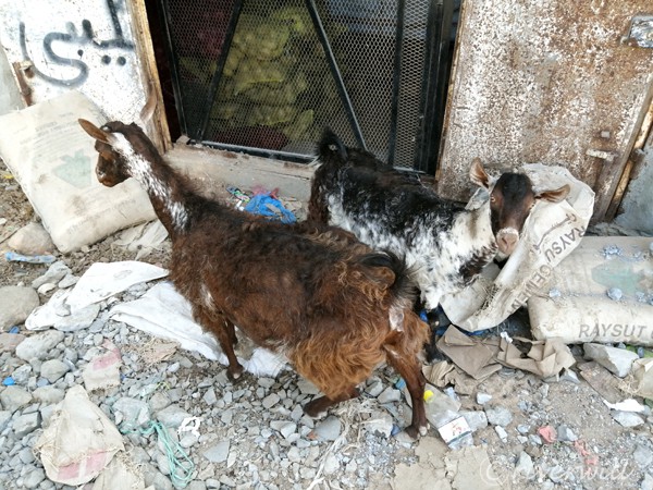 町を徘徊するヤギたち、 ソコトラ島 Goats, Socotra island , Yemen