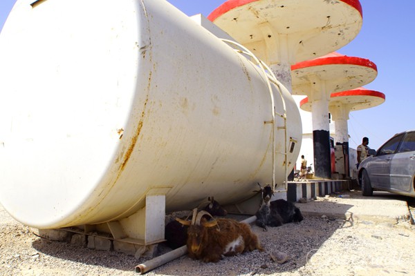 ガソリンスタンドにたむろうヤギ、 ソコトラ島 Goats in Gas Station, Socotra island , Yemen