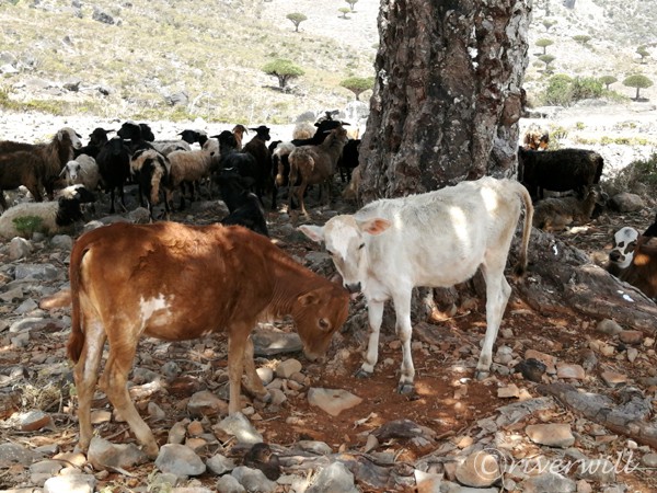 Cows, Socotra island of Yemen Flora and fauna Animals 