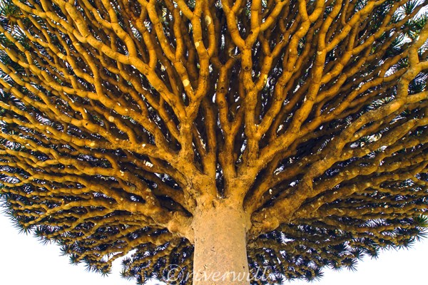 龍血樹, ソコトラ島, イエメン, Dragon's blood tree in Socotra island, Yemen