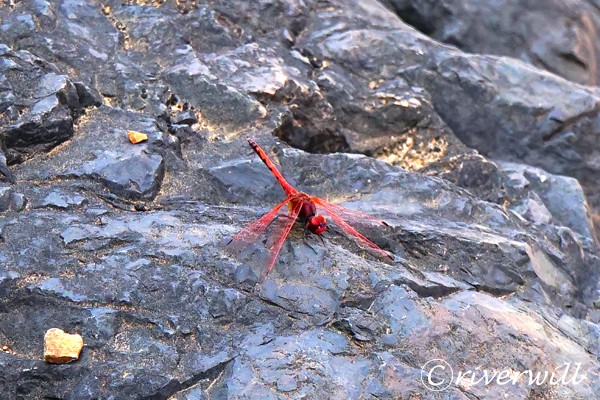 Red-wings dragonfly, Socotra island of Yemen Flora and fauna Animals 