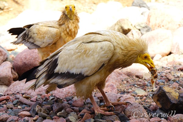 Socotra island of Yemen Flora and fauna Animals 