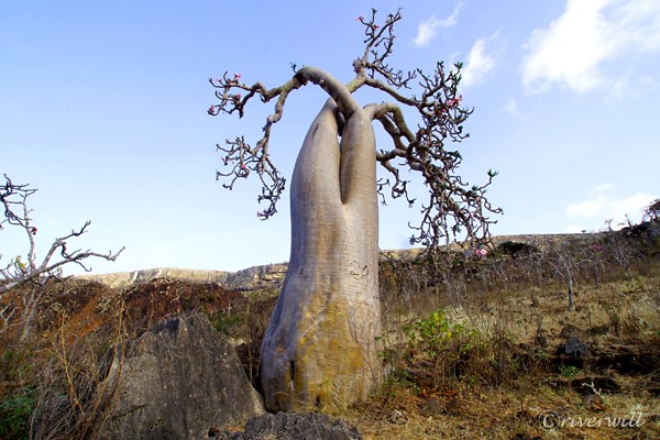 ボトルツリー. ソコトラ島, イエメン, Bottle tree in Socotra island, Yemen
