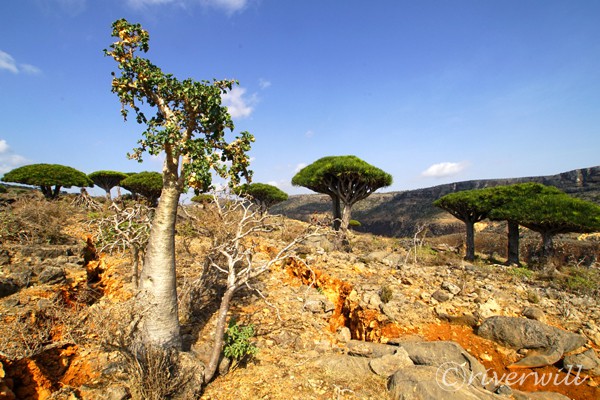 キュウリの木, ソコトラ島, イエメン, Cucumber tree in Socotra island, Yemen