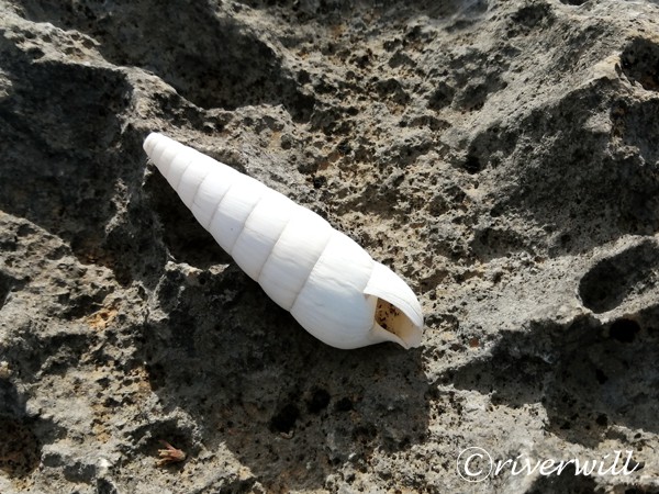Snails, Socotra island of Yemen Flora and fauna Animals 