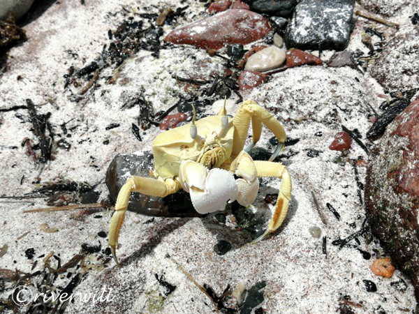 Socotra sand crab, Socotra island of Yemen Flora and fauna Marinelife