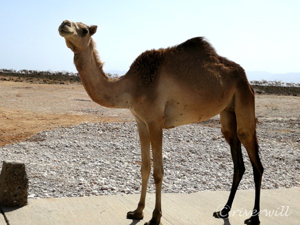 Socotra island of Yemen Flora and fauna Animals 