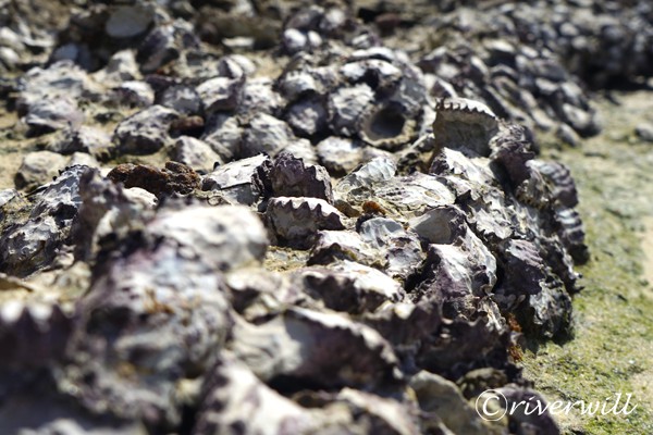 Oyster, Socotra island of Yemen Flora and fauna Marinelife
