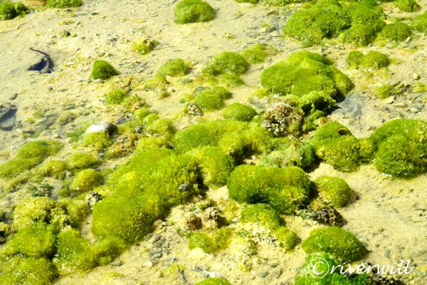  Socotra island of Yemen Flora and fauna Marinelife