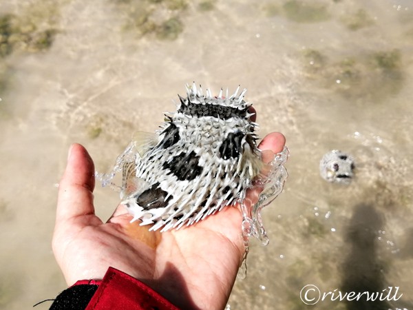 Balloon Fish, Socotra island of Yemen Flora and fauna Marinelife