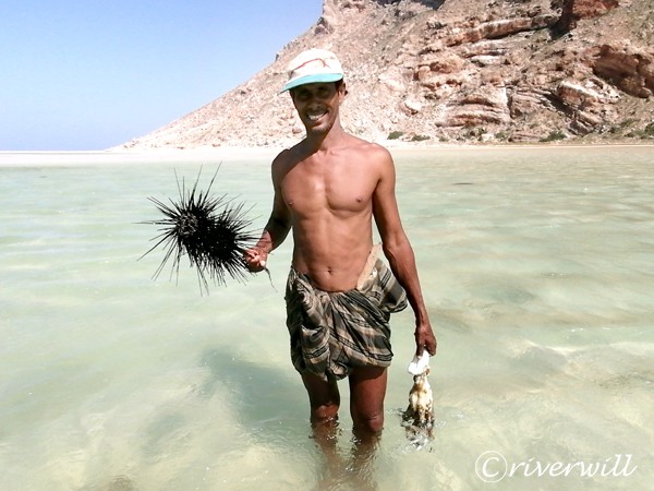 Octopus, Socotra island of Yemen Flora and fauna Marinelife