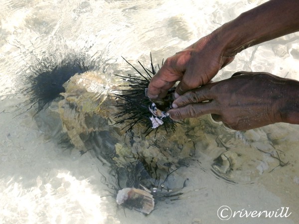 Sea Urchin, Socotra island of Yemen Flora and fauna Marinelife