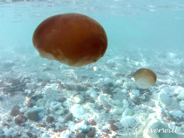 Jellyfish, Socotra island of Yemen Flora and fauna Marinelife