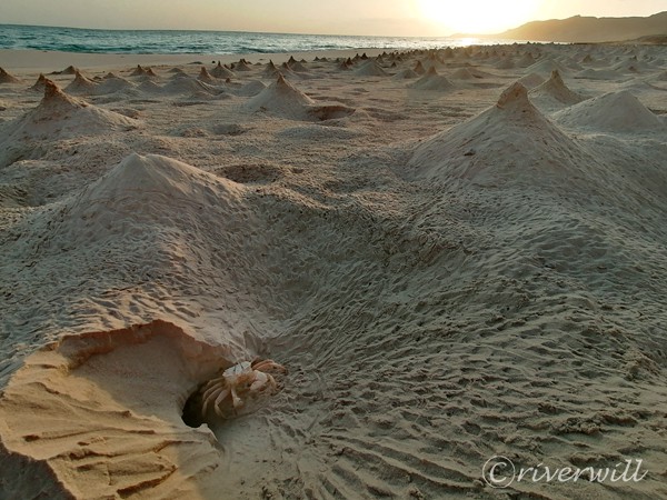 Socotra sand crab, Socotra island of Yemen Flora and fauna Marinelife