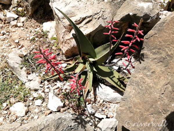 ソコトラアロエ, ソコトラ島, イエメン, Aloe perryi in Socotra island, Yemen