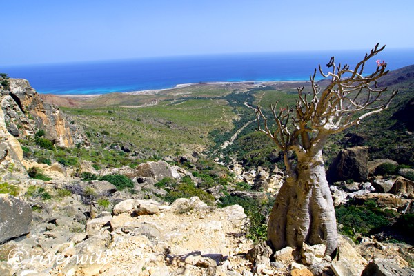 ボトルツリー. ソコトラ島, イエメン, Bottle tree in Socotra island, Yemen