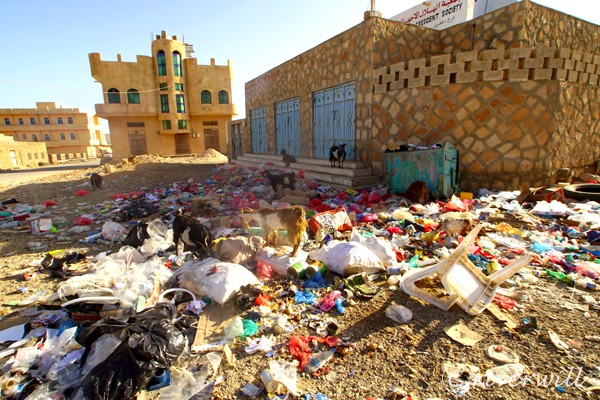 ゴミを食べるヤギたち、 ソコトラ島 Goats, Socotra island , Yemen