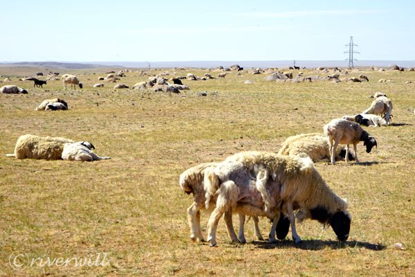 羊たち Sheep in Mongolia