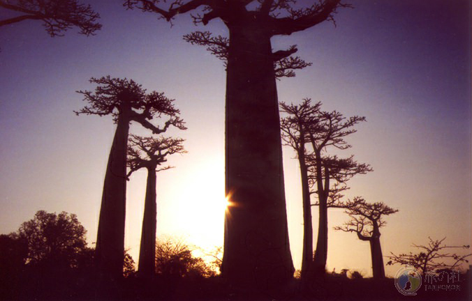 BaoBabu Tree